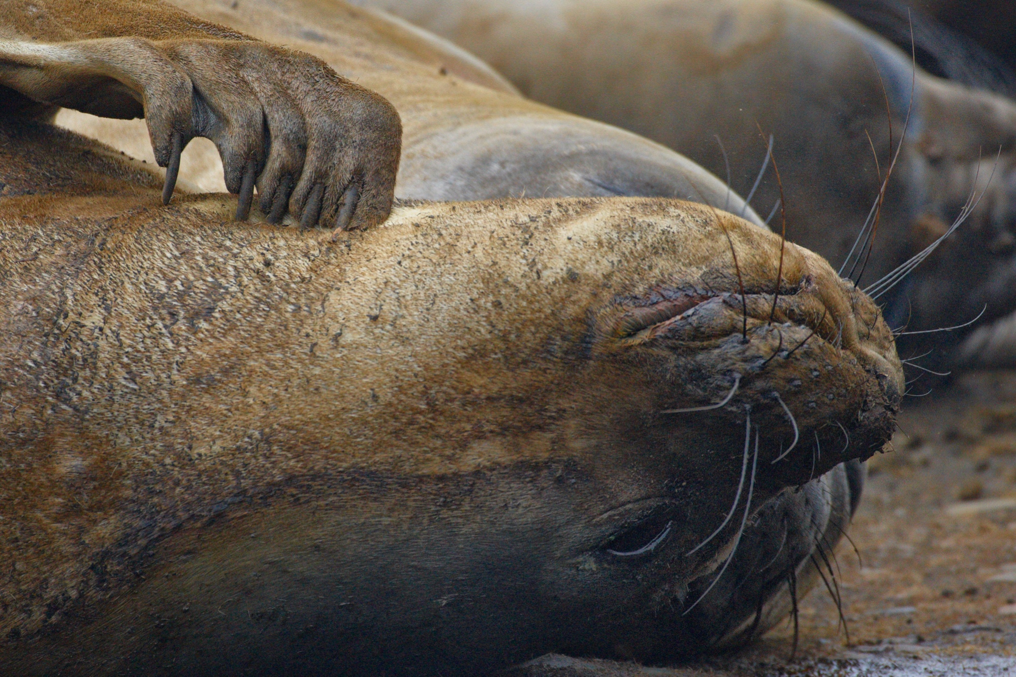 Seeelefant bei der Mittagsruhe